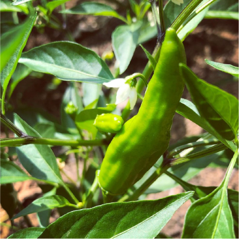 コンポストを使って、農場で野菜をつくる